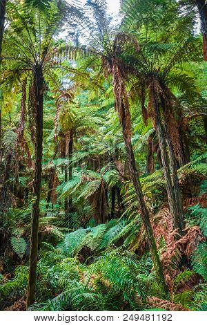Giant Ferns In Whakarewarewa Redwood Forest, Rotorua, New Zealand