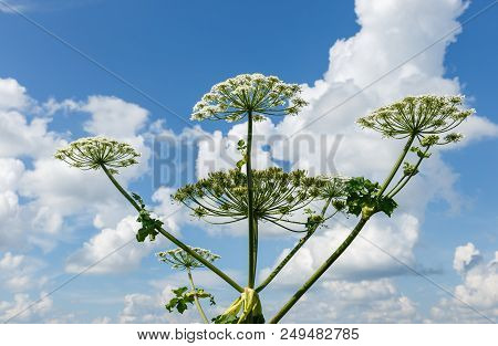 Heracleum Sosnowskyi On Blue Sky Background, Cow Parsnip Blooms.
