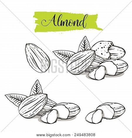 Hand Drawn Sketch Style Almond Set. Single, Group Seeds, Almond In Nutshells Group. Organic Nut, Vec