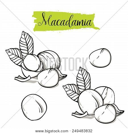 Hand Drawn Sketch Style Macadamia Set. Single, Group Seeds, Macadamia In Nutshells Group. Organic Nu