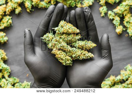 Grinder A Lot Ofx Marijuana, Fresh Buds Of Cannabis Many Weed. Copy Spase Copy-space