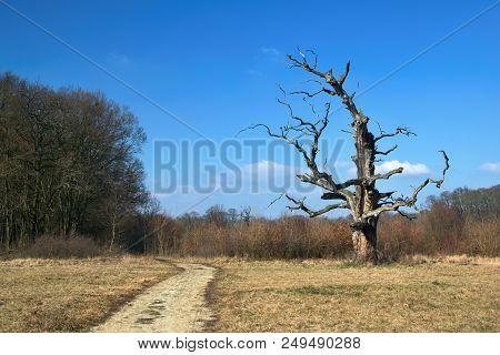 Strange Tree With A Path Under Ble Sky