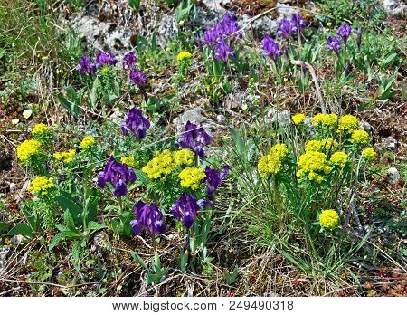 Gorup Of Yellow And Purple Flowers In A Nature Park