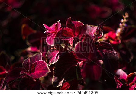 Red And Green Leaves Of The Coleus Plant, Plectranthus Scutellarioides, Close Up.
