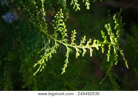 Incense Cedar Tree Calocedrus Decurrens Branch Close Up. Thuja Cones Branch Pattern. Conifer Seeds O