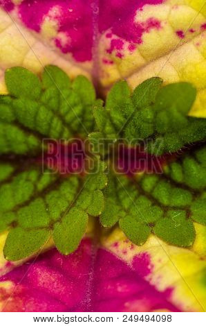 Red And Green Leaves Of The Coleus Plant, Plectranthus Scutellarioides, Close Up.