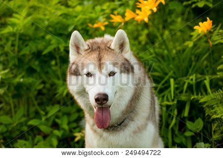 Close-up Portrait Of Gorgeous Beige Dog Breed Siberian Husky With Tonque Hanging Out Sitting In Gree