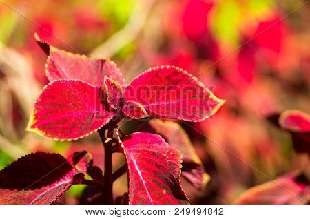 Red And Green Leaves Of The Coleus Plant, Plectranthus Scutellarioides, Close Up.