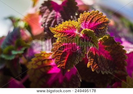 Red And Green Leaves Of The Coleus Plant, Plectranthus Scutellarioides, Close Up.