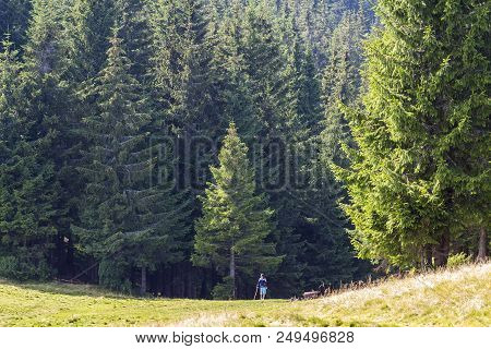 Little Boy Standing In Tall Pine Tree Forest. Magesty Of Nature.