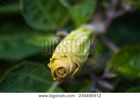 Devil's Trumpet, Datura Metel, In The Garden, Close Up.
