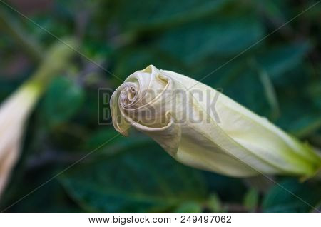 Devil's Trumpet, Datura Metel, In The Garden, Close Up.