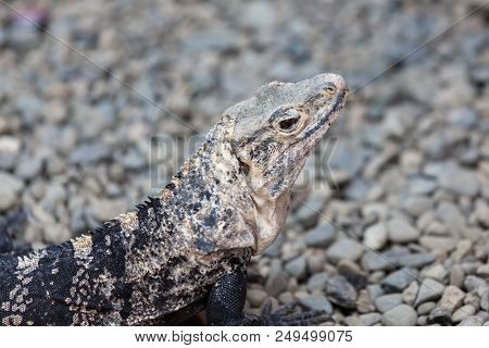A Close Up Of A Beautiful Tan And Black Iguana Camouflaged Among Rocks On The Ground In Costa Rica.