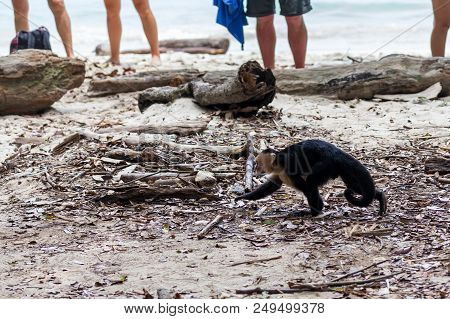 A White Face Monkey In Manuel Antonio National Park Costa Rica Looking For Food  Near The Tourists.