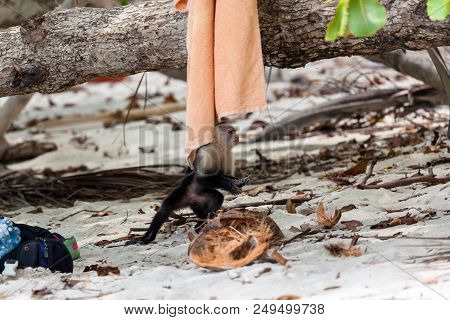 A White Face Monkey In Manuel Antonio National Park Costa Rica Looking For Food  Near The Tourists.