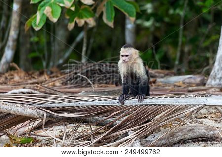 A White Faced Monkey Resting On A Dead Palm Leaf In Manuel Antonio Natural Park In Costa Rica.