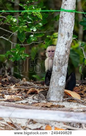 A White Faced Monkey Peeking Out From Behind A Small Tree At Tourists In Manuel Antonio Natural Park