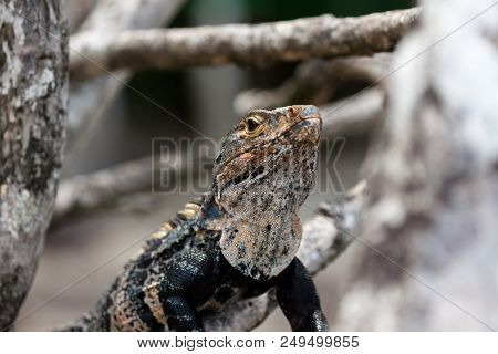A Black Spiny-tailed Iguana Found In Manuel Antonio, Costa Rica.