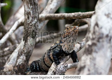 A Black Spiny-tailed Iguana Resting On A Tree Branch In Manuel Antonio National Park, Costa Rica.