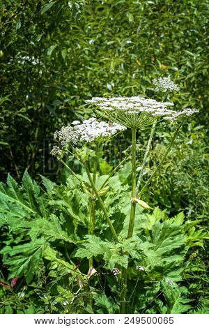 Cow-bream Is A Poisonous Plant. Toxic Dangerous Weed. An Umbrella Plant Is Life-threatening.