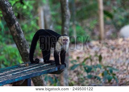 A White Faced Monkey Standing On A Bench In Manuel Antonio Natural Park In Costa Rica.