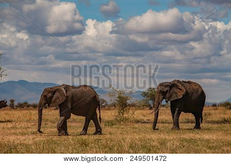 Safari In Tarangire National Park - Two Elephants (scientific Name: Loxodonta Africana Or 