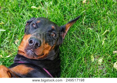 Funny Dog, Doberman Pinscher Lies On Grass