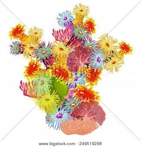 A Colorful Composition Of Marine Corals And Polyps. Bright Inhabitants Of The Deep Sea Is Isolated O