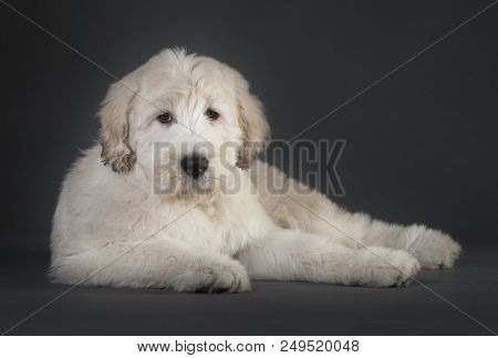 Russian Sheepdog In The Studio With Dark Background