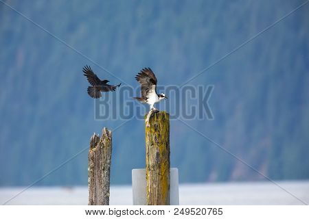 Osprey And Crow Fight For Fish, Pitt Lake, Vancouver Bc Canada