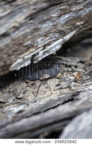 Juvenile Cottonmouth (agkistrodon Piscivorus), Also Known As A Water Moccasin, Curled In The Shade O