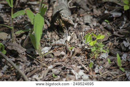 A Single Earthworm Crawling Around A Forest Floor
