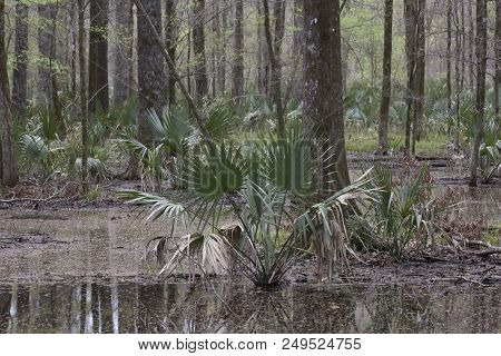Dwarf Palmetto Plants Growing In Shallow Swamp Water