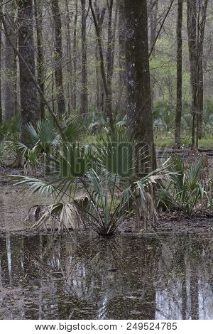 Dwarf Palmetto Plants Growing In Shallow Swamp Water