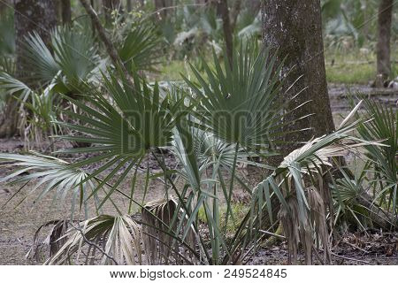 Dwarf Palmetto Plants Growing In Shallow Swamp Water