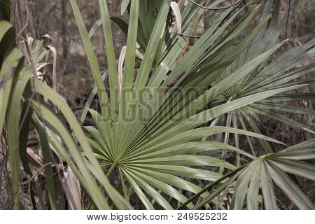 Extreme Close Up Of Dwarf Palmetto Plants In A Forest