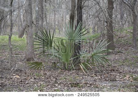 Dwarf Palmetto Plants Growing Deep In A Forest