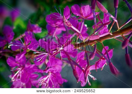 Willow-herb Pink Epilobium Flowers Of Fireweed Epilobium Or Chamerion Angustifolium In Bloom Ivan Te