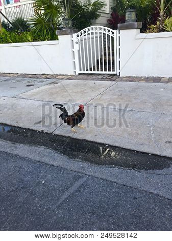 Rooster In The Florida Keys