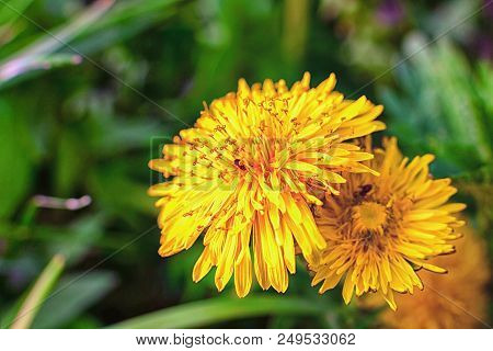 Dandelion In The Grass. Spring, Spring Flowers, Place For Text