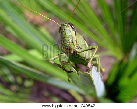 Grasshopper Close-up