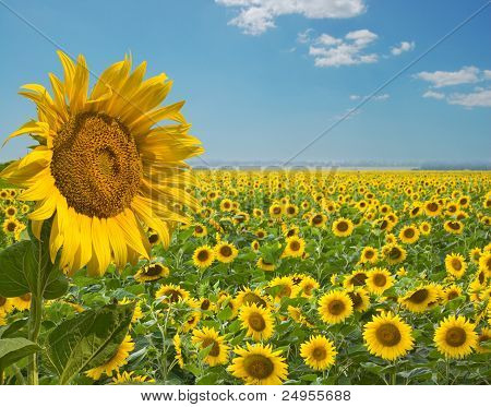Girasoles