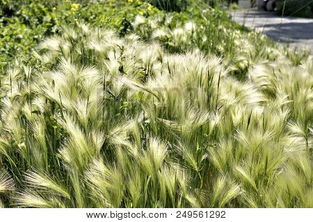 Steppe Feather Grass Illuminated By Contour Sun