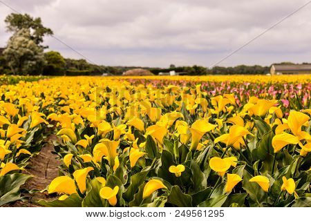 Photo Picture Of Calla Flower Colored Garden Field Cultivation