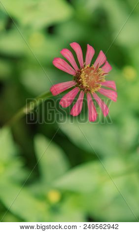 Zinnia Lilliput Garden Flower In Pink With Spectacular Vibrant Colours And Green Foliage Blurred Bac