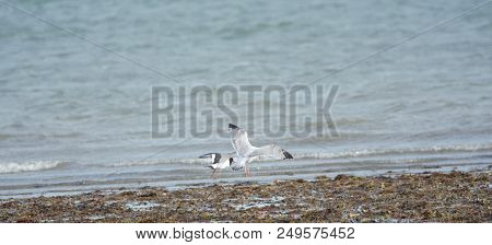 Black Headed Gulls On Shore At Langstone Harbour, Uk South Coast