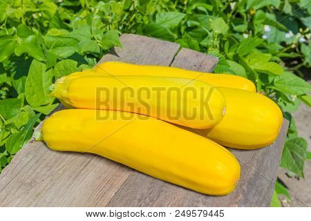 Pile Of The Fresh Yellow Vegetable Marrows On An Old Wooden Planks On A Blurred Background Of A Some