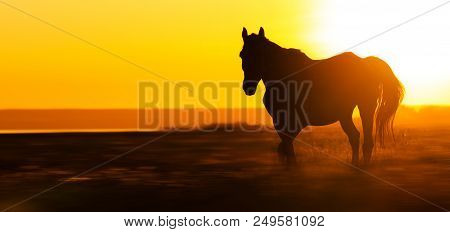 Silhouette Of A Horse In The Field At Sunset, Farm And Cattle Breeding, Pets, Panorama