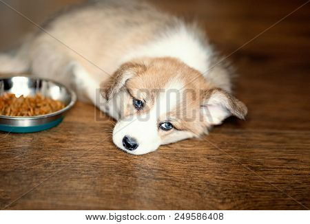 Cute Puppy Overeating Dog Food And Laying Looking At Camera. Dry Food And The Dog Who Eats A Lot
