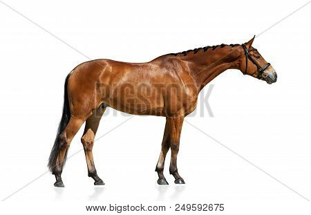 Purebred Horse Standing Isolated Over A White